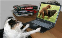 这年头，小狗也得上网学习。。。