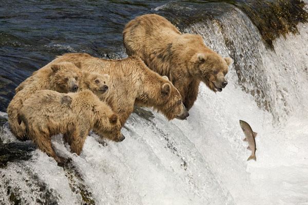 熊也来守喝待鱼