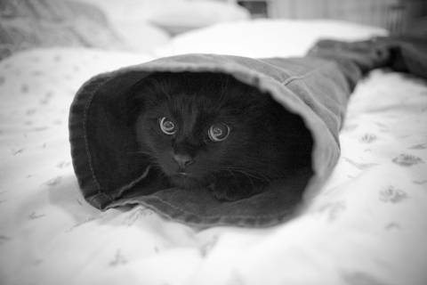 黑洞里的小猫