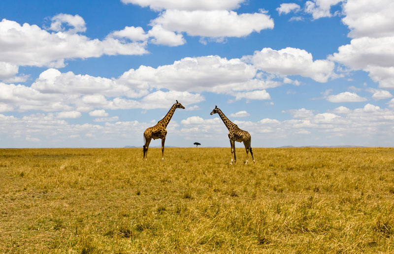 南美大草原上的长颈鹿