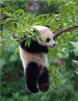熊猫的日常生活图片,吃喝玩乐,尽享人生繁华