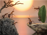 蚂蚁王国传奇的生存故事