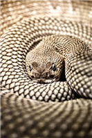 2013迎来了蛇年,发组蛇的图片共勉下。