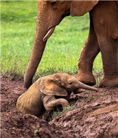 大象母子温情画面,庞大而不笨拙。