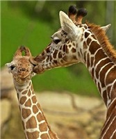 动物的恩爱亲吻瞬间。