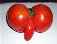 西红柿为什么会这么“红”,有图有真相！