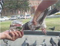 鸽子不是这么喂的。